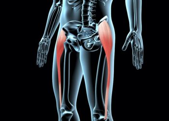 3 Major Hip Flexor Muscles Iliacus, TFL, and Psoas