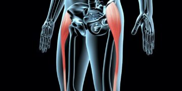 3 Major Hip Flexor Muscles Iliacus, TFL, and Psoas