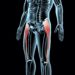 3 Major Hip Flexor Muscles Iliacus, TFL, and Psoas