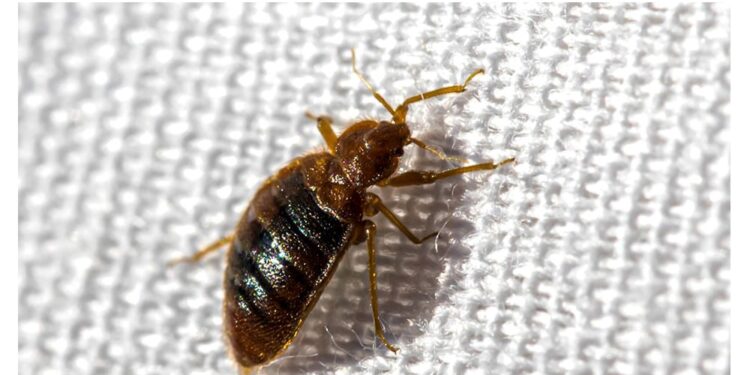 BED BUGS BITE
