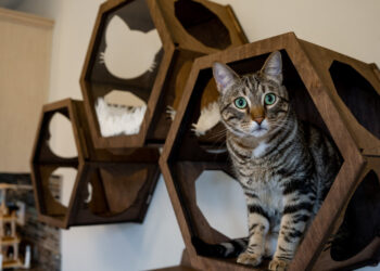 Why has your cat started urinating in your home?