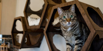 Why has your cat started urinating in your home?