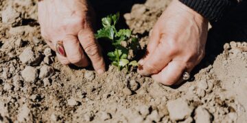 Dementia care options in the UK