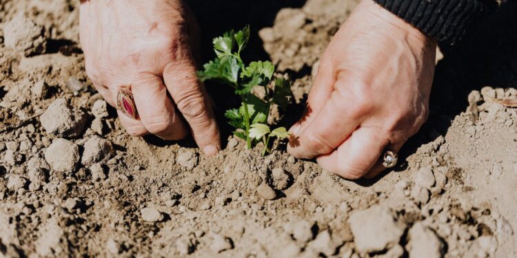 Dementia care options in the UK