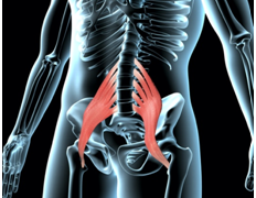 Understanding the Back Muscles That Cause Pain: Relieving Discomfort and Restoring Mobility