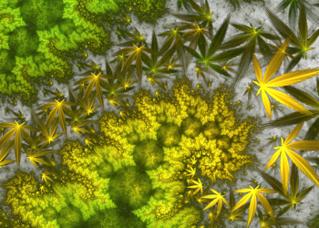 Protecting Yourself in the UK When Carrying Medical Cannabis