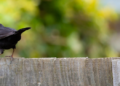 What is the Most Popular Type of Fencing in London? All You Need to Know