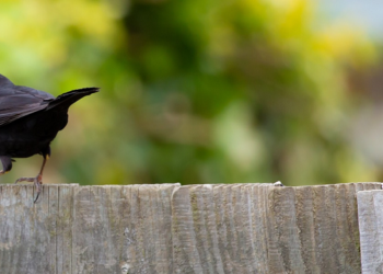 What is the Most Popular Type of Fencing in London? All You Need to Know