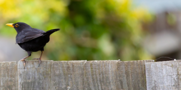 What is the Most Popular Type of Fencing in London? All You Need to Know