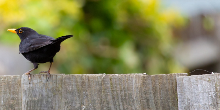 What is the Most Popular Type of Fencing in London? All You Need to Know