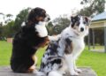 Nathan Rukanda and Carestem: Revolutionizing Pet Care with Innovative Mobile App