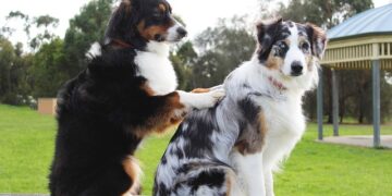 Nathan Rukanda and Carestem: Revolutionizing Pet Care with Innovative Mobile App