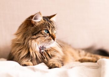 Summerville’s Humid Climate and Pet Ear Infections: Prevention Guide