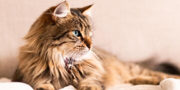 Summerville’s Humid Climate and Pet Ear Infections: Prevention Guide