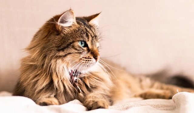 Summerville’s Humid Climate and Pet Ear Infections: Prevention Guide