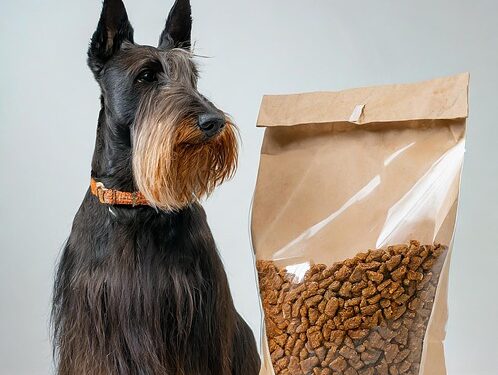 Canine Food Allergies: Symptoms, Testing, and Diet Solutions